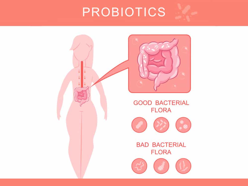 probiotics for weight loss